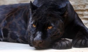Panther sind eben auch Leoparden