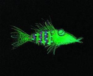 Phantastische Gefühlswesen